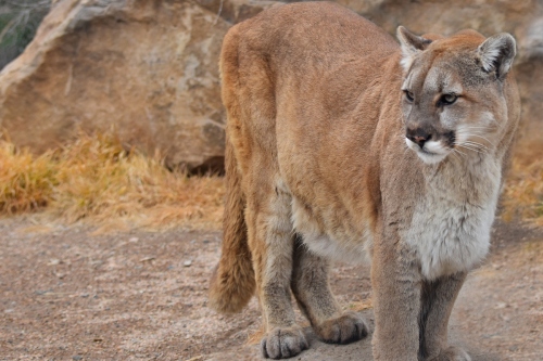 CPW-image-Mountain-lion-cougar